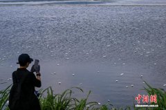 以花鉴水 以清提质：海菜花再度绽放滇池